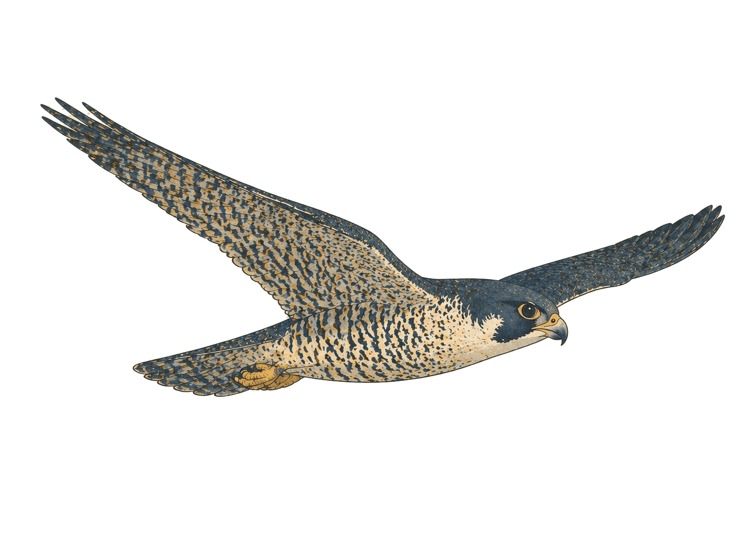 Peregrine in flight — released